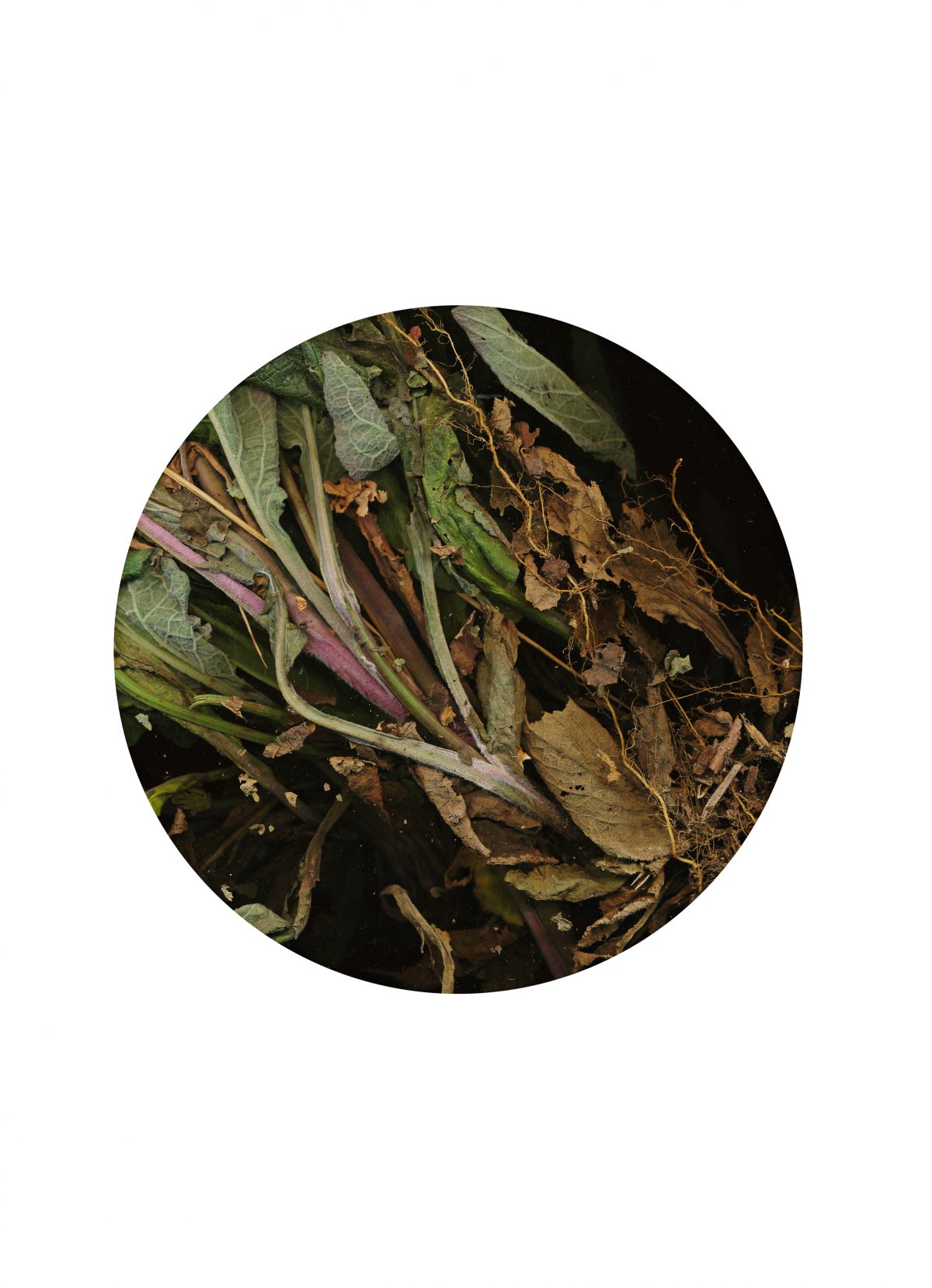 Skizzen-The Day I Died