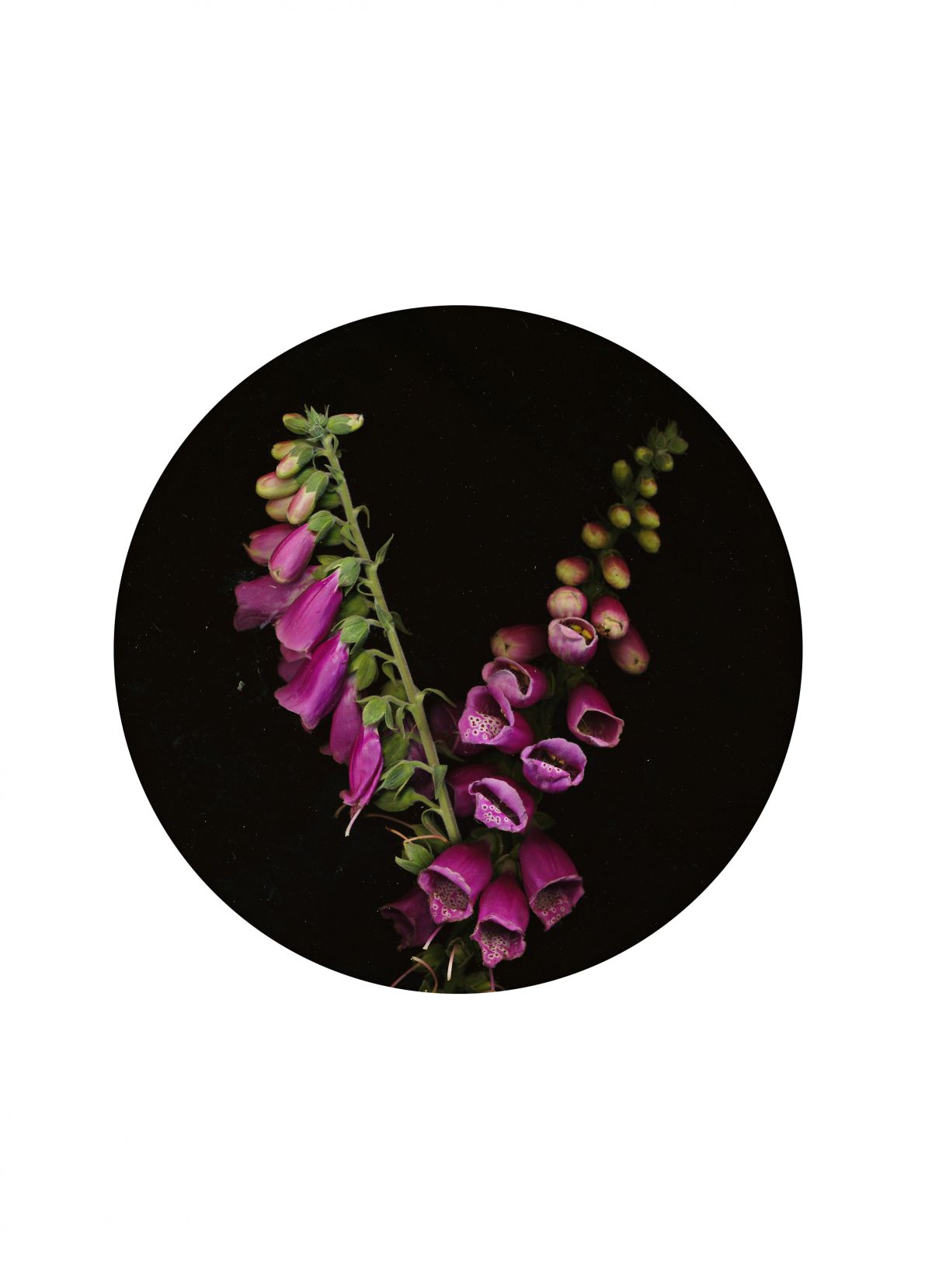 Skizzen-The Day I Died